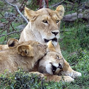 Tsavo East National Park