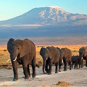 Amboseli National Park