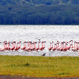 Lake Nakuru National Park