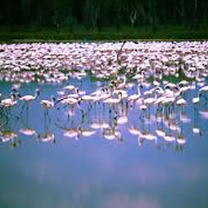 Lake Nakuru