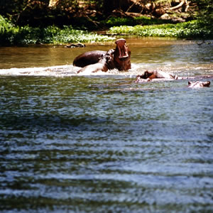 Tsavo West National Park