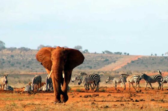 4 Day Safari Amboseli Tsavo West Taita Hills