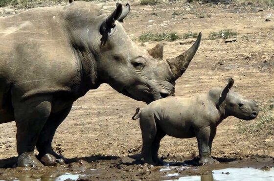 5 Hrs Nairobi National Park Safari Package