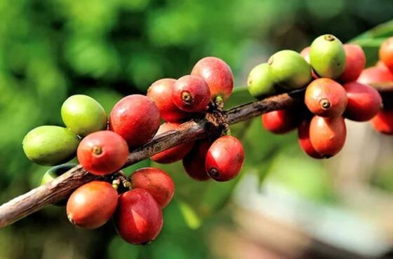 Coffee Farm and Factory Tour from Nairobi City