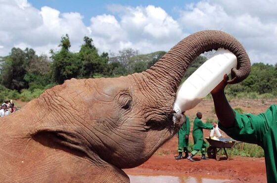 3Hrs. Daphne Sheldrick Animal Orphanage Day Trip