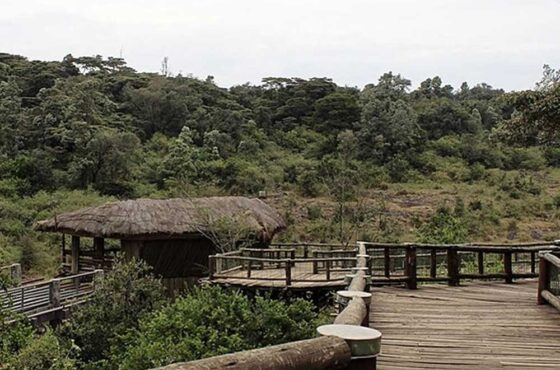 Full-Day Nairobi National Park, Bomas Of Kenya, Carnivore Tour