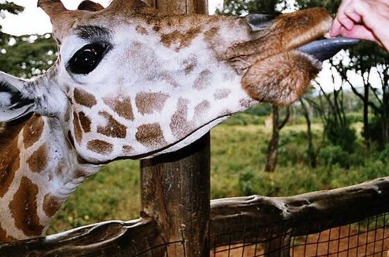 Giraffe Center, Elephant Orphanage, and Nairobi National Park Tour