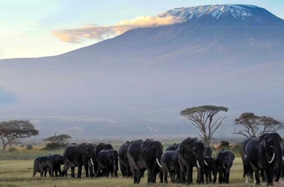 4 Day Safari Nairobi Amboseli Tsavo West Tsavo East