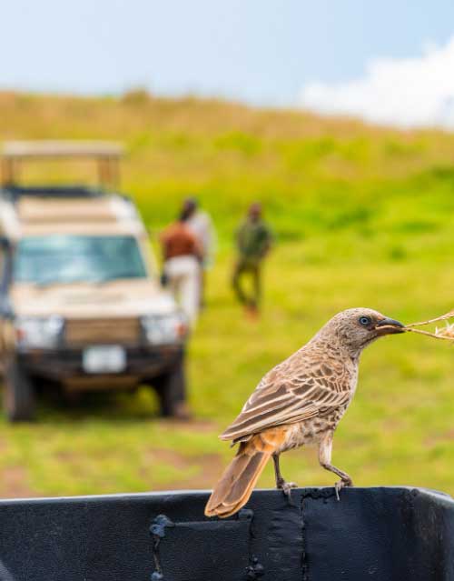 National Park Game Drive