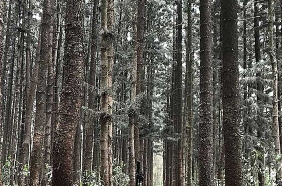 Karura Forest Reserve, Kenya National Archives, and Lunch at Nairobi Mamba Village