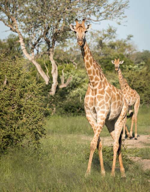 Giraffe Centre </br>Visit