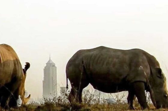 Nairobi National Park and Carnivore Restaurant Excursion Safari