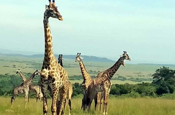 Nairobi National Park, Sheldrick Wildlife Trust, and Lunch at Carnivore