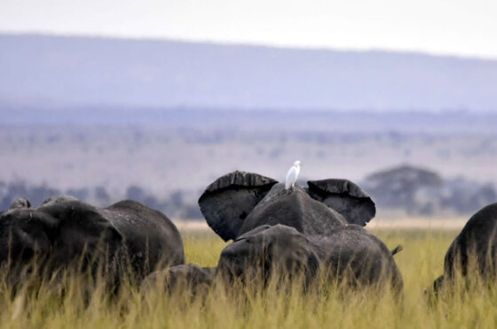 2 Day Amboseli Road Safari