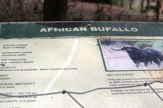 Nairobi Orphanage Half-Day Tour