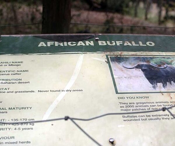 Nairobi Orphanage Half-Day Tour