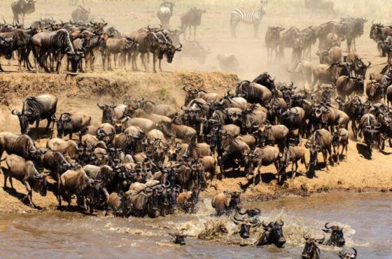 Maasai Mara National Reserve