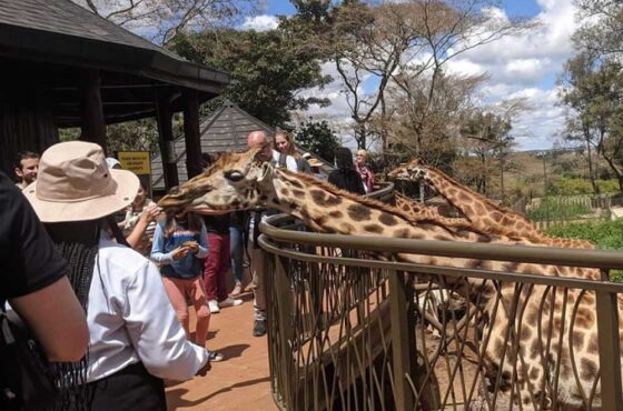 The Sheldrick Orphanage, Giraffe Manor/Center & Karen Blixen Museum