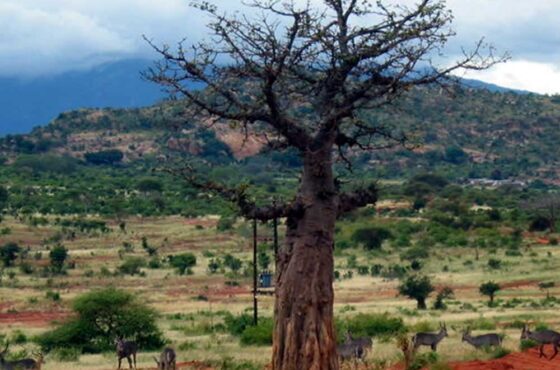 4 Day Mombasa Tsavo East Amboseli Tsavo West Safari