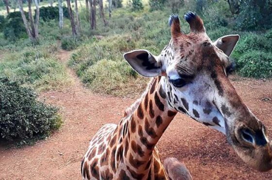 Where can I interact with elephants and Giraffes in Kenya?