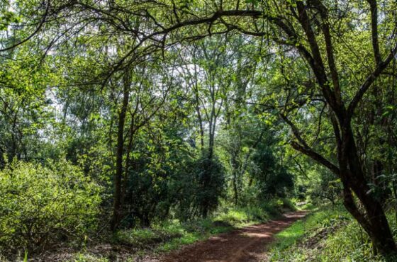 What are the alternatives to the Karura Forest?