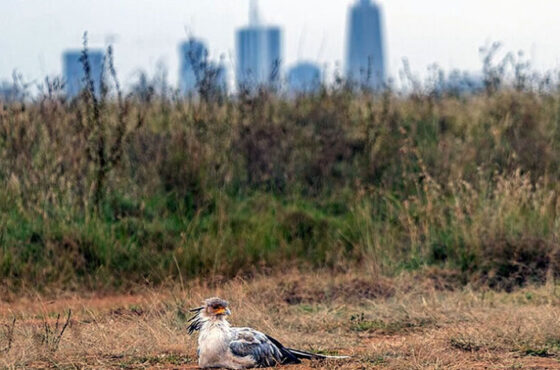 Is it worth going to Nairobi National Park?