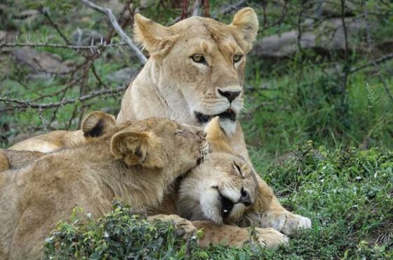 Where do people go on safari in Kenya?