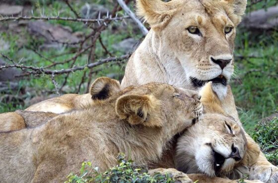 3 Days 2 Nights Maasai Mara