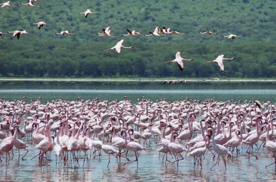 L. Nakuru & Maasai Mara 4 Days/3 Nights